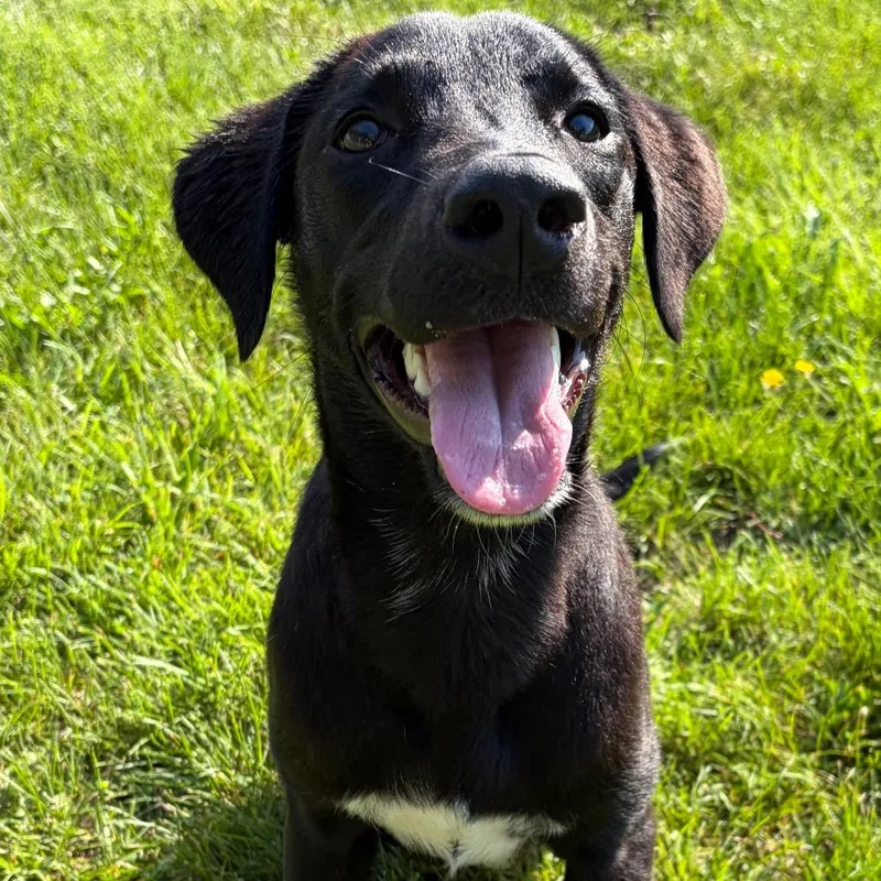 A young medium-sized female Black Labrador Retriever dog named Petunia Marie for adoption in Pekin, IL