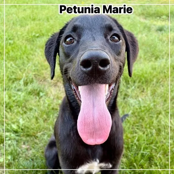 Petunia Marie thumbnail 2