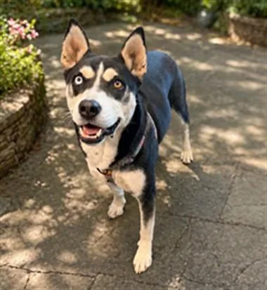 An adult medium-sized female Siberian Husky dog named Ally for adoption in Chatsworth, CA