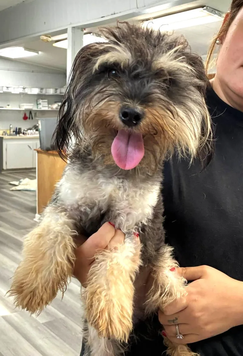 An adult small-sized male Maltese dog named Fantastic Fuzzy for adoption in Reston, VA