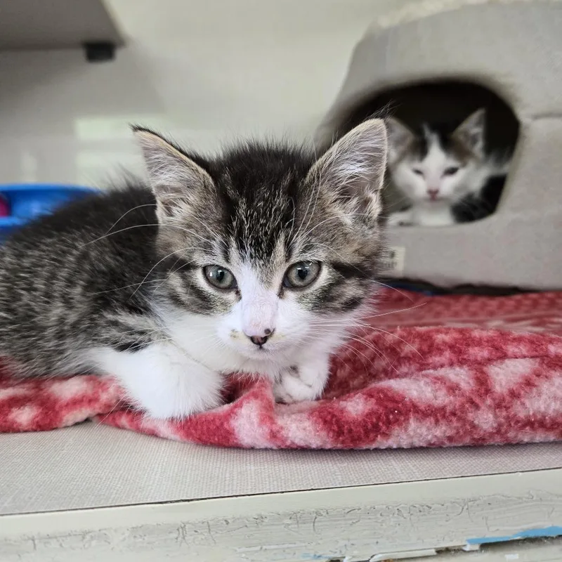 A baby small-sized female White Domestic Medium Hair cat named Blossom for adoption in Tawas City, MI
