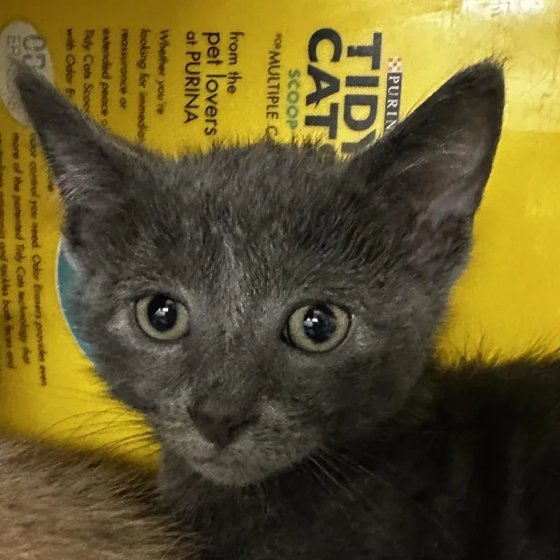 A baby small-sized male Gray / Blue / Silver Domestic Short Hair cat named Winston for adoption in Manhattan, KS