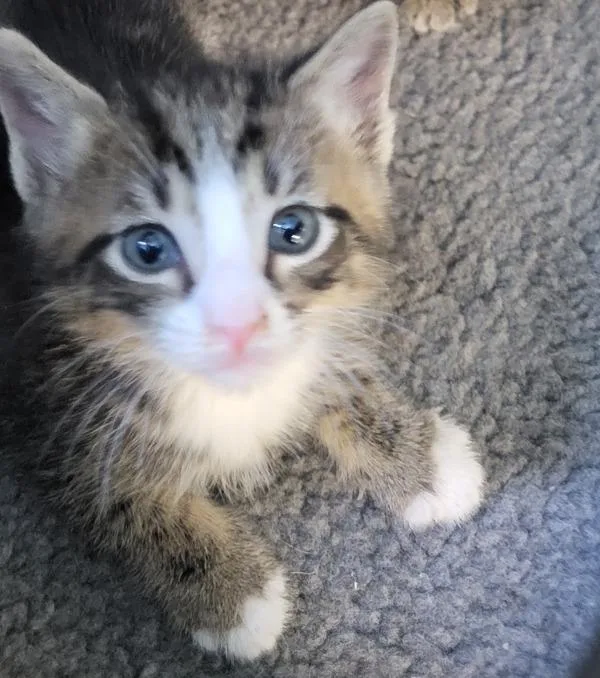 A baby small-sized male Domestic Short Hair cat named Pen c Mango for adoption in Lawrenceville, GA