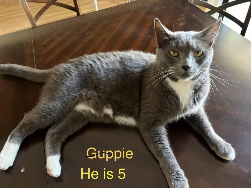 A young medium-sized male Gray & White Domestic Short Hair cat named Guppie for adoption in Boca Raton, FL