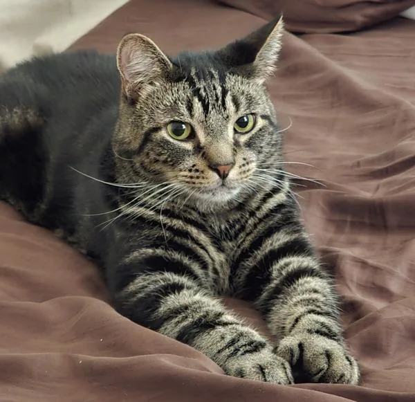 An adult medium-sized male Domestic Short Hair cat named Baby Blue for adoption in New York, NY