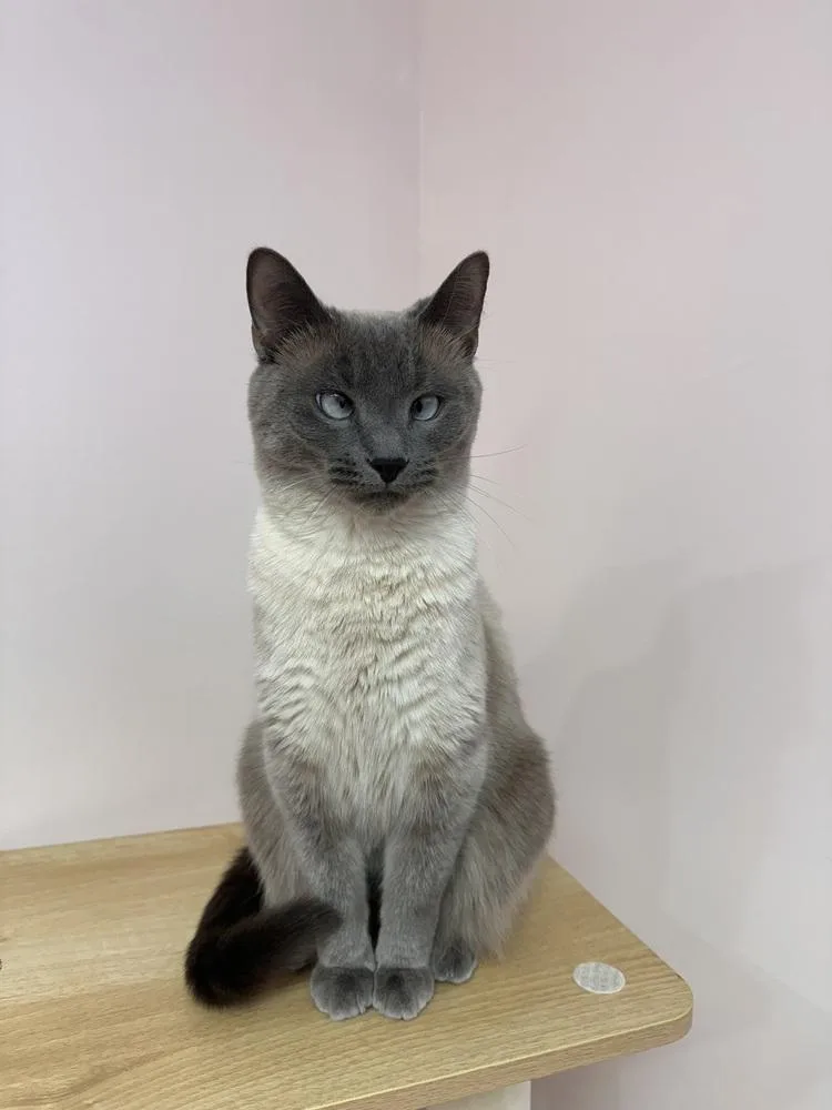An adult medium-sized male Gray / Blue / Silver Siamese cat named Samwise for adoption in Greensburg, PA