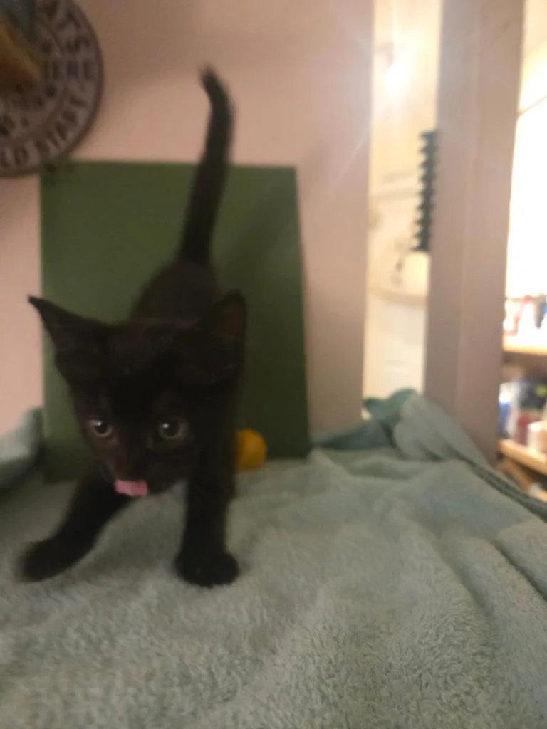 A baby medium-sized male Domestic Short Hair cat named Dentin for adoption in Parkville, MD