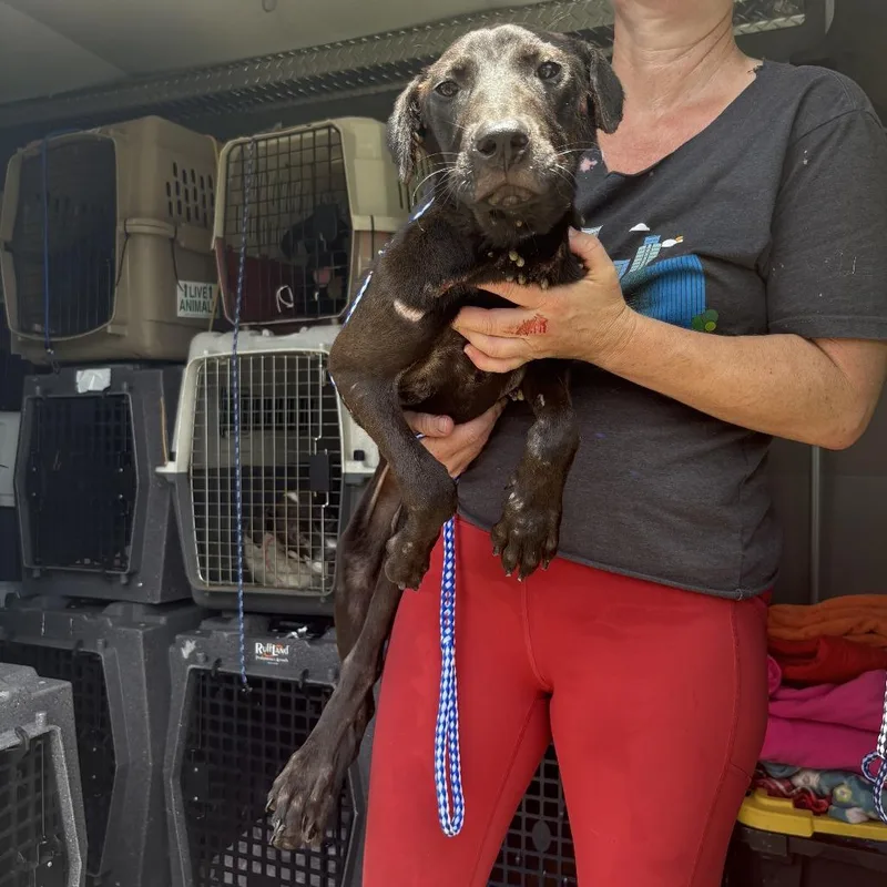 A young medium-sized female Black Mixed Breed dog named No Name Yet for adoption in Austin, TX