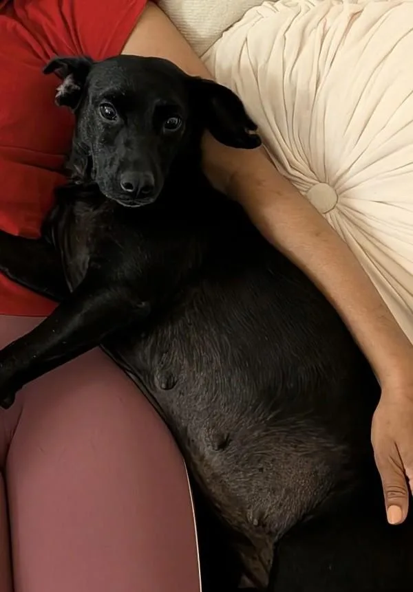 An adult small-sized female Terrier dog named Pup Pup Hooray for adoption in San Diego, CA