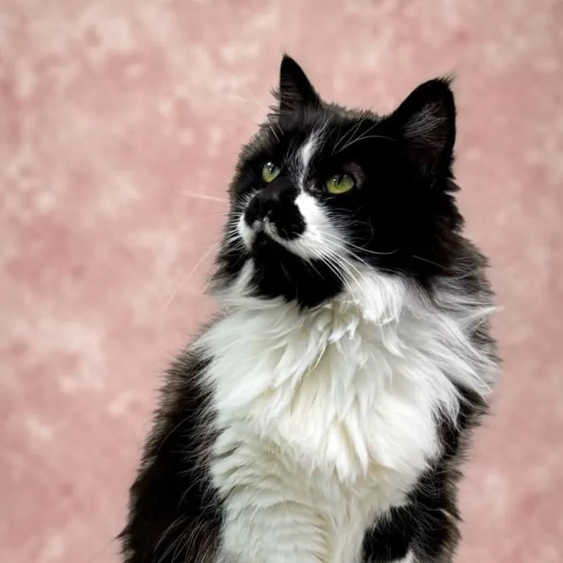 An adult medium-sized female Black Domestic Long Hair cat named Little Girl for adoption in Bentonville, AR