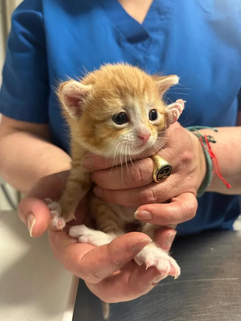 A baby small-sized male Domestic Short Hair cat named Cosmo for adoption in Ewing, NJ