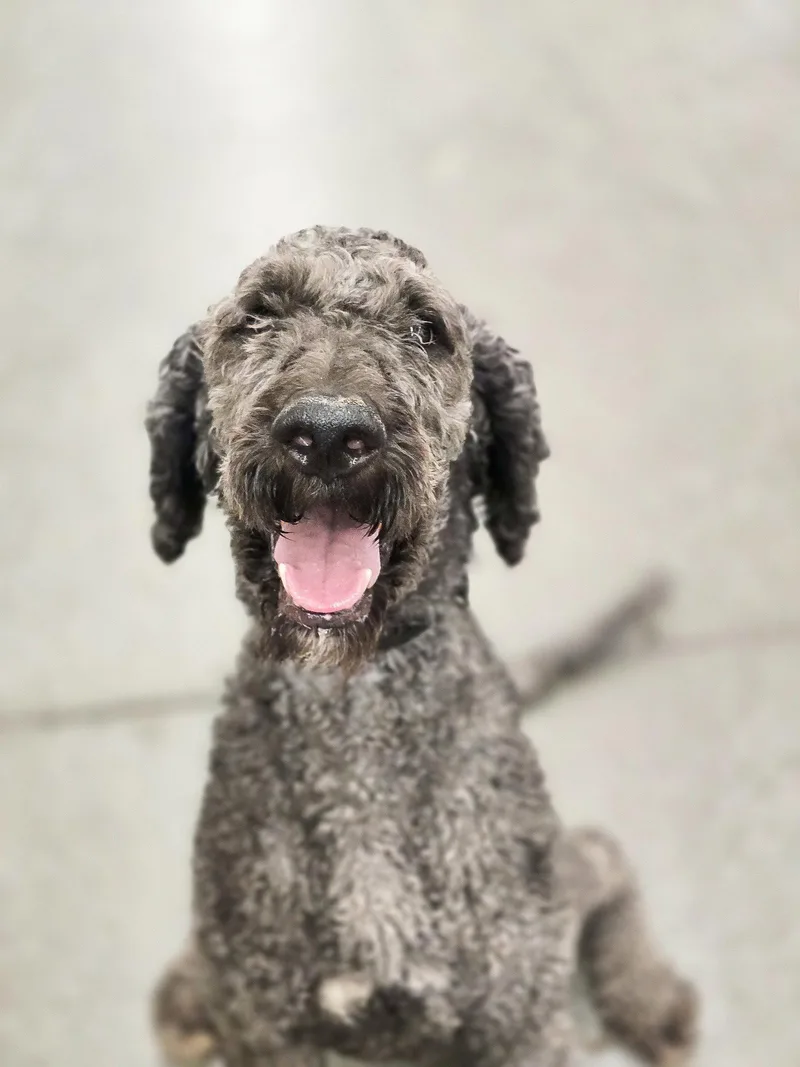 An adult large-sized male Poodle dog named Touring for adoption in Salt Lake City, UT