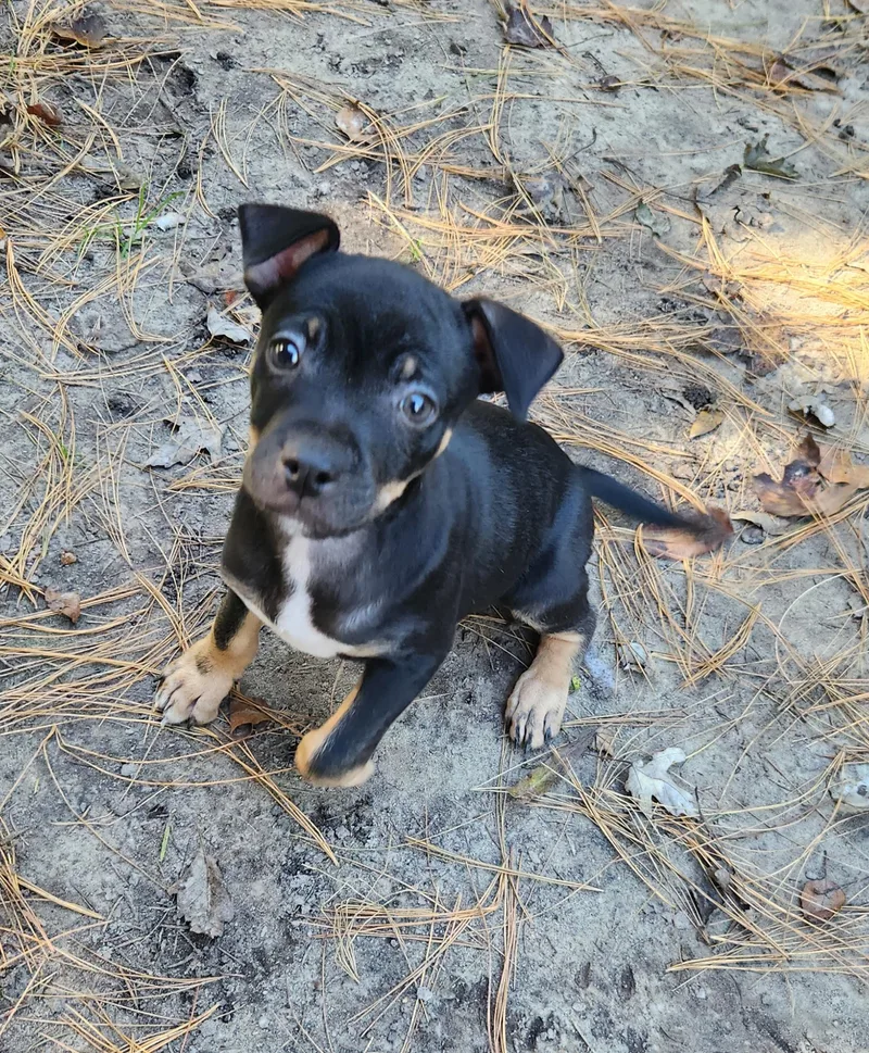 A baby small-sized male Black Miniature Pinscher dog named NuNu for adoption in Liberty Center, OH