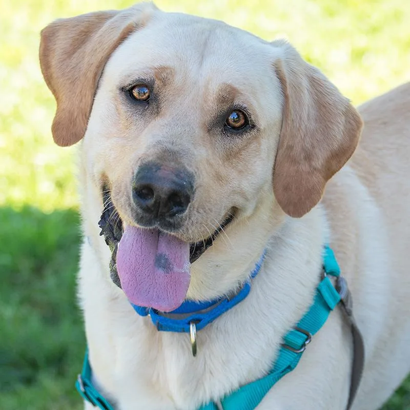 An adult large-sized male Apricot / Beige Yellow Labrador Retriever dog named Cooper for adoption in Elverta, CA