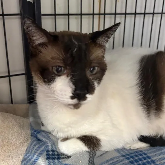 Louie
