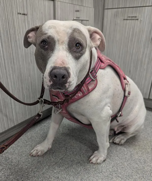 An adult large-sized female Pit Bull Terrier dog named Shadow for adoption in San Diego, CA