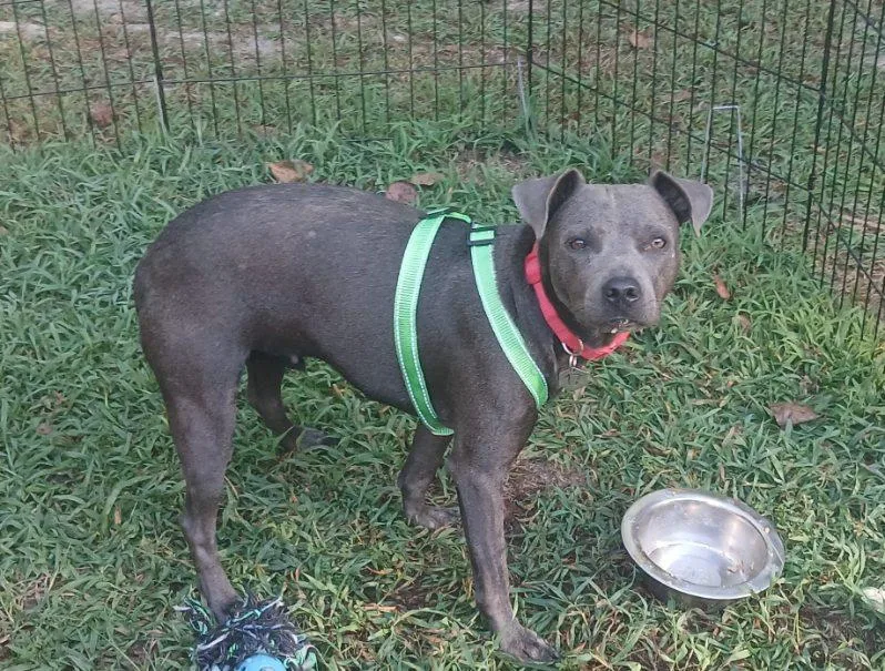 Dominique thumbnail 2