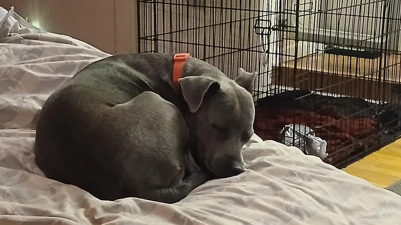 Dominique thumbnail 3