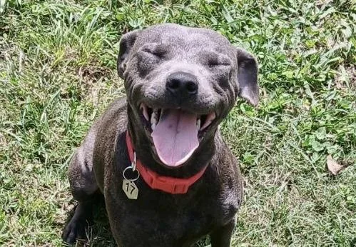 Dominique thumbnail 5