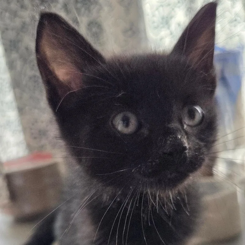 A baby small-sized male Domestic Short Hair cat named Claude for adoption in Tacoma, WA