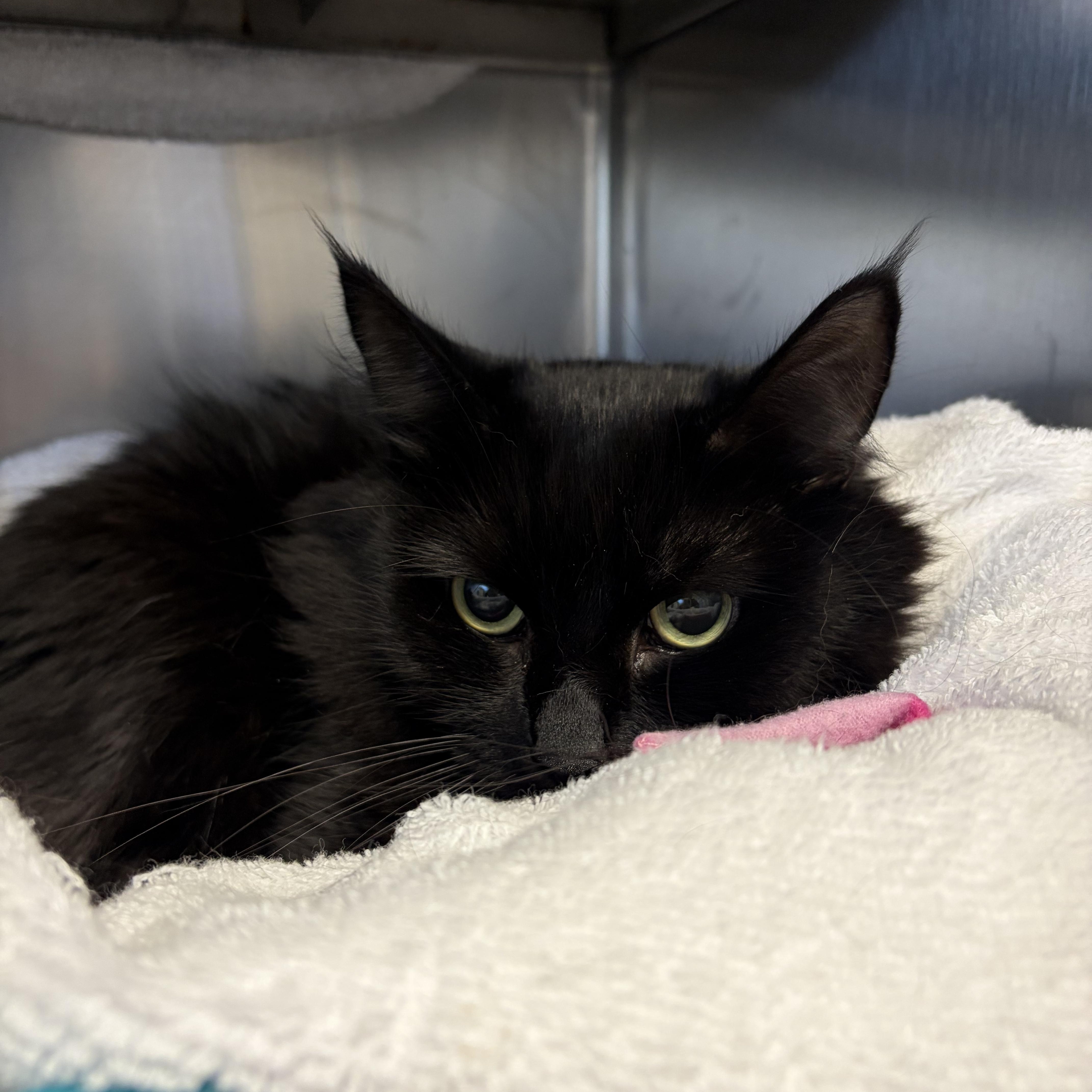 An adult medium-sized female Black Domestic Medium Hair cat named Ivy for adoption in Cranston, RI