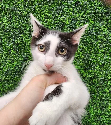 A baby small-sized male Domestic Short Hair cat named Jessie James $ @ for adoption in Seneca, SC