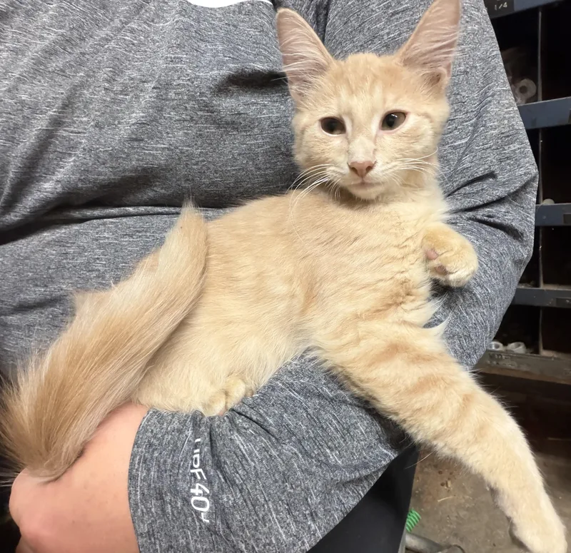 A young medium-sized male Orange & White Domestic Medium Hair cat named Pete for adoption in Belmont, NC