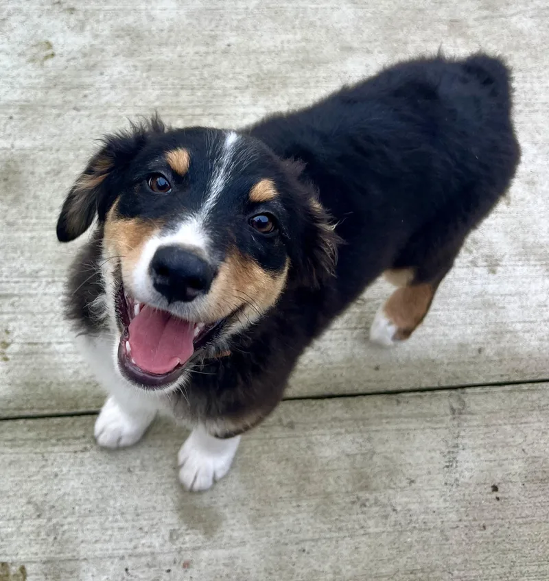 A baby medium-sized male Tricolor (Brown, Black, & White) Australian Shepherd dog named Jason for adoption in Whitestown, IN