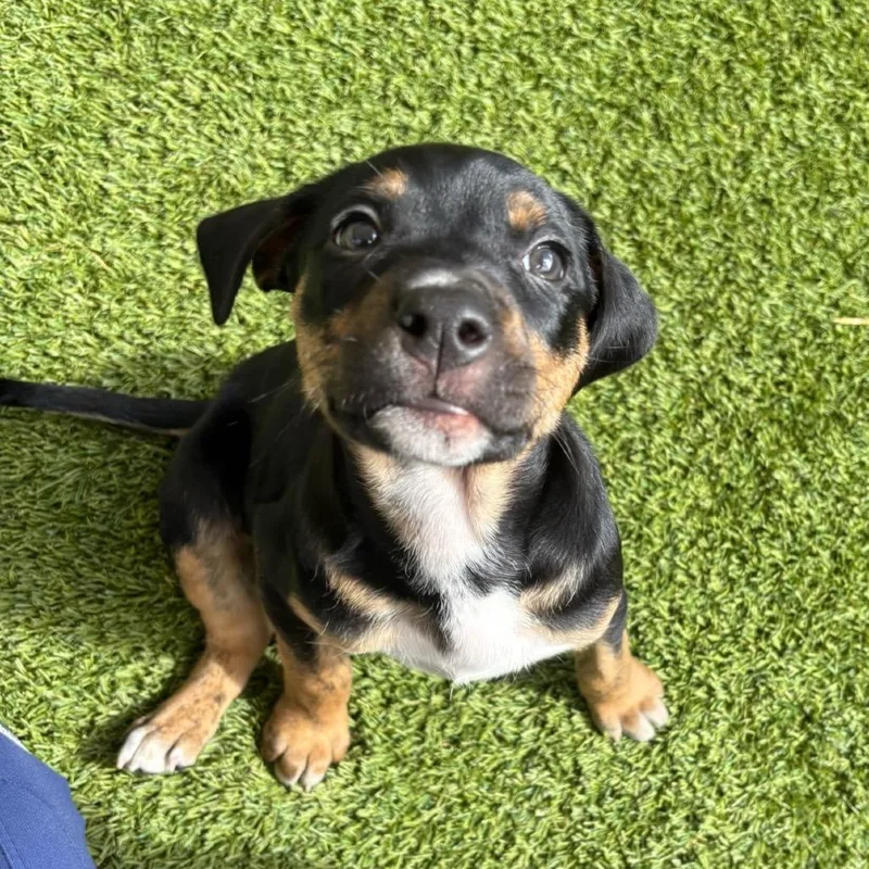 A baby medium-sized female Brown / Chocolate Terrier dog named Everlee for adoption in LOXAHATCHEE, FL