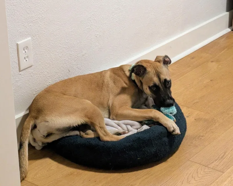 A young medium-sized female Black Mouth Cur dog named Miss Scooby for adoption in Houston, TX