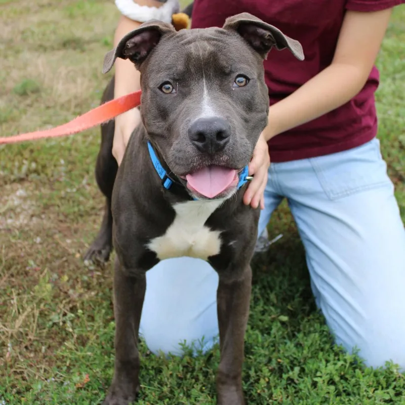 A young medium-sized male Brown / Chocolate Pit Bull Terrier dog named Ace for adoption in Champaign, IL