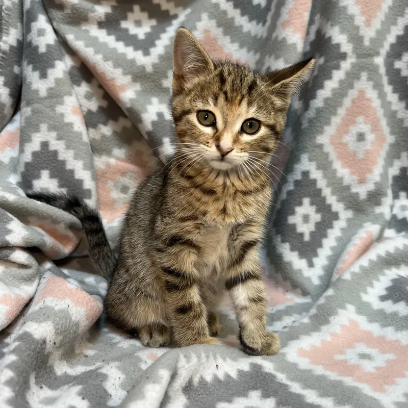 A baby medium-sized female Tabby (Brown / Chocolate) Domestic Short Hair cat named Elite for adoption in Fairmont, MN