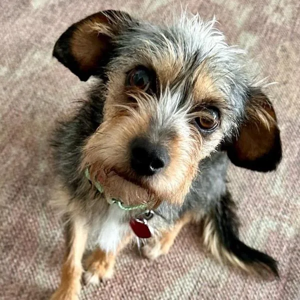 Phoebe