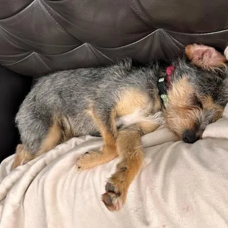 Phoebe thumbnail 6
