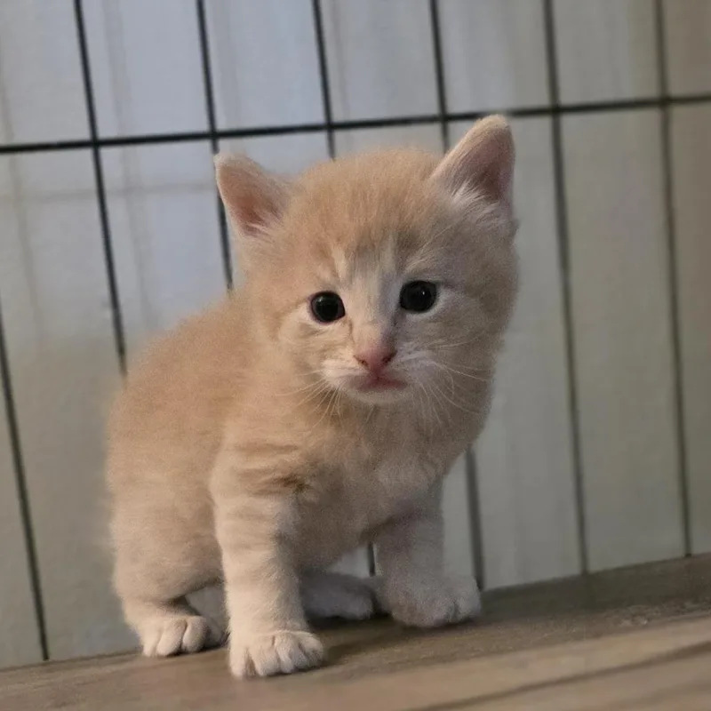 A baby small-sized male Orange / Red Domestic Short Hair cat named Ugs for adoption in Shelbyville, IN
