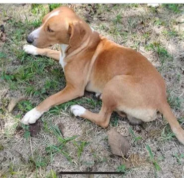 Honeybee thumbnail 3