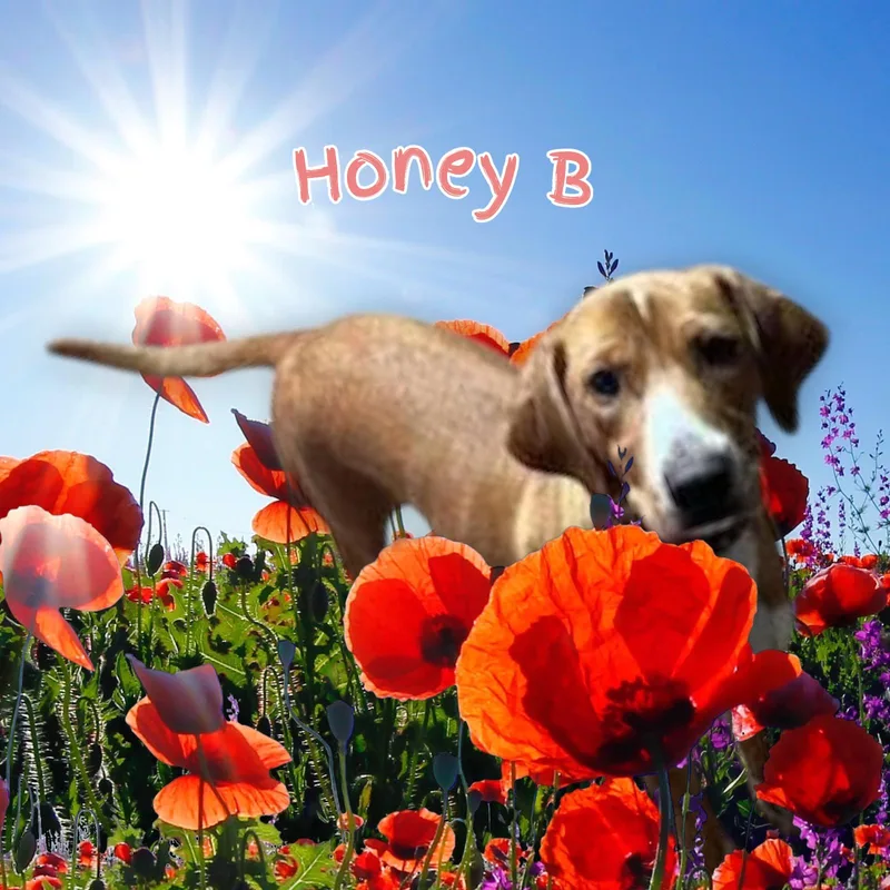 Honeybee thumbnail 4