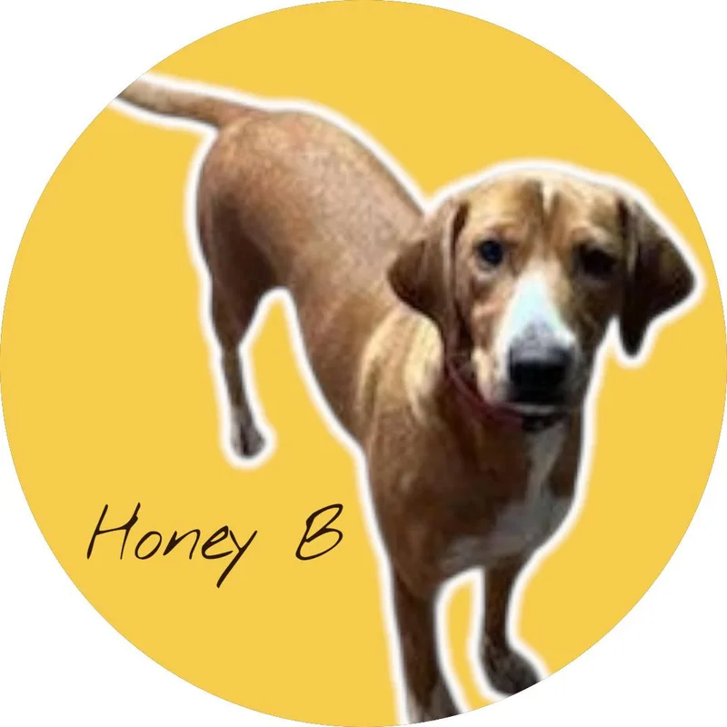 Honeybee thumbnail 6