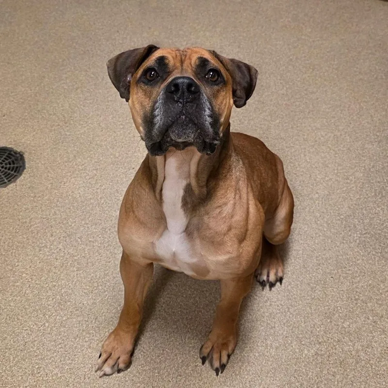 An adult large-sized female Yellow / Tan / Blond / Fawn Boxer dog named Abby for adoption in Bristol, IN