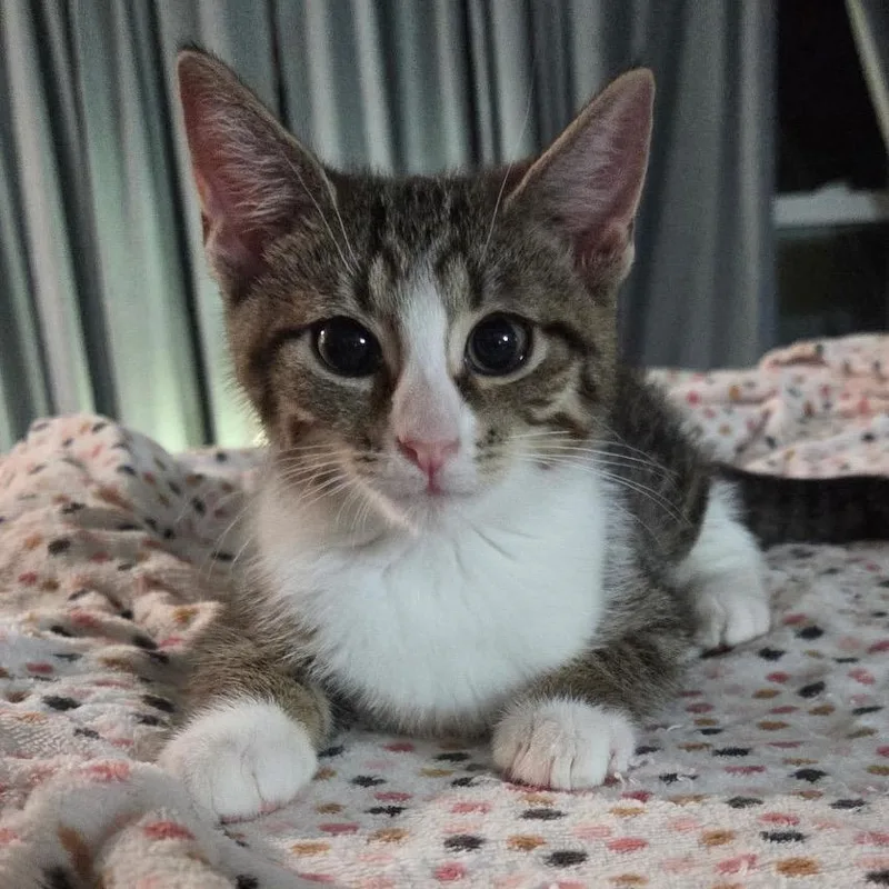 Caramel