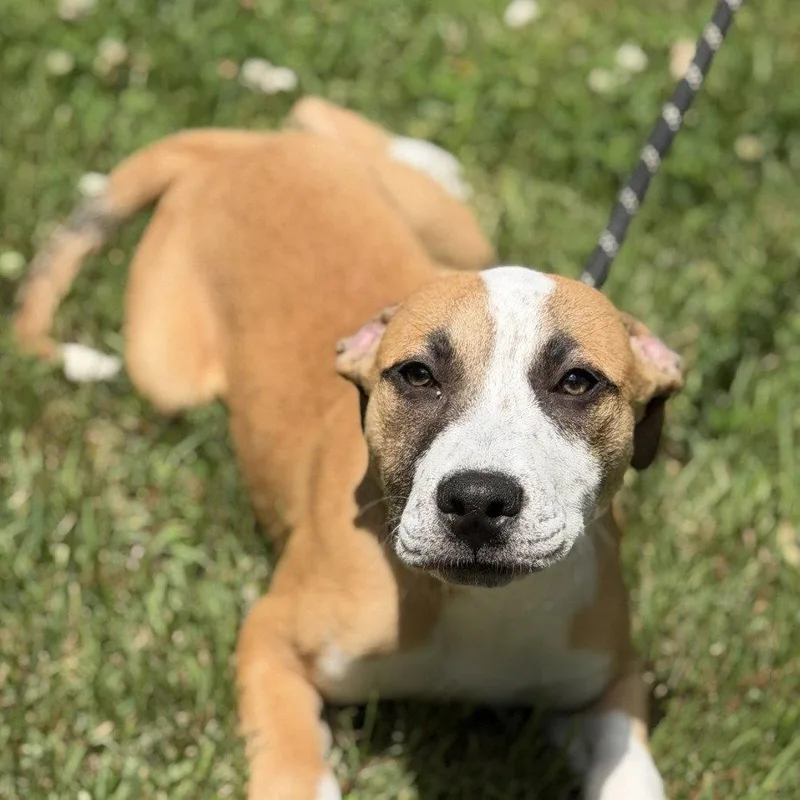 A baby small-sized male Hound dog named Griffin for adoption in Locust Fork, AL