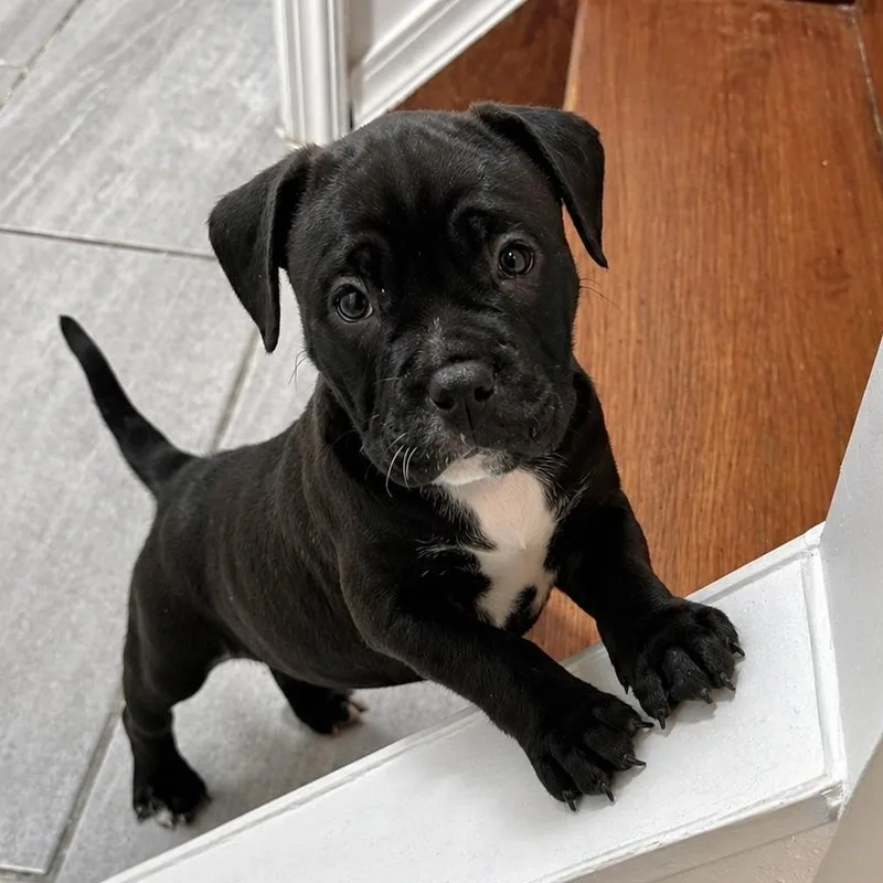A baby medium-sized female American Bully dog named Cashmere for adoption in Copiague, NY