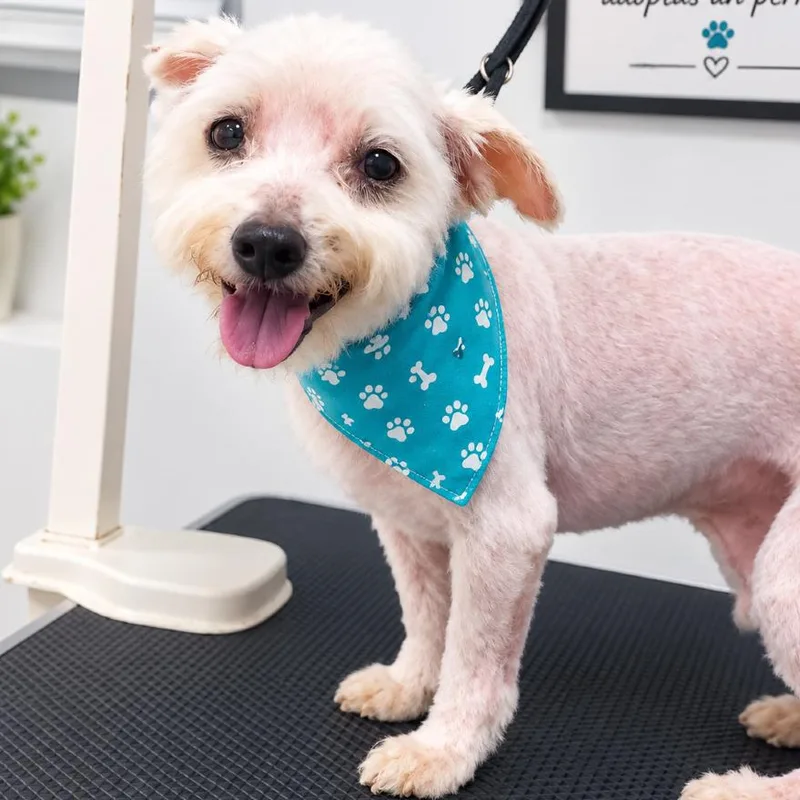 A senior small-sized male White / Cream Maltese dog named Gio for adoption in Guaynabo, PR