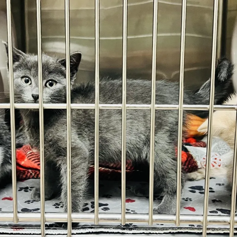 A baby small-sized male Domestic Short Hair cat named Graham for adoption in Caryville, TN