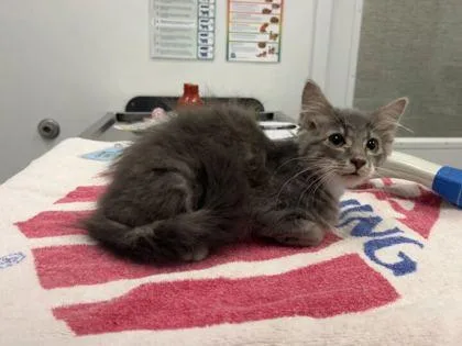 A baby small-sized female Gray / Blue / Silver Domestic Long Hair cat named My First Girlfriend Turned for adoption in Kansas City, MO