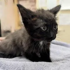 A baby medium-sized female Black Domestic Long Hair cat named Topanga for adoption in Green Valley, AZ