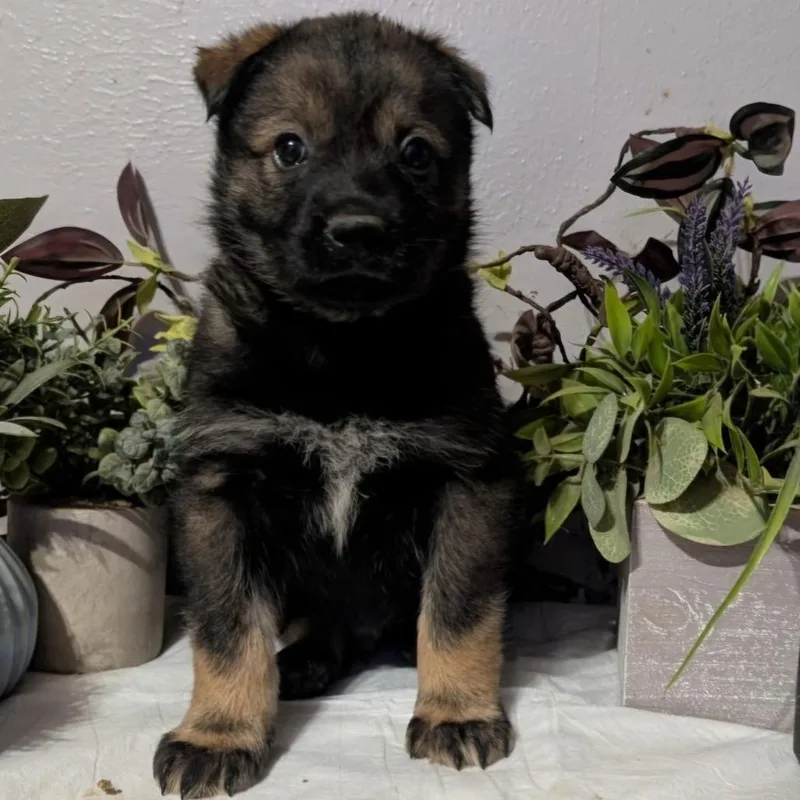 A baby small-sized male Brown / Chocolate Mixed Breed dog named Metal for adoption in Midland, TX