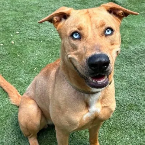 An adult medium-sized female Golden American Staffordshire Terrier dog named Goldie for adoption in Center Point, TX