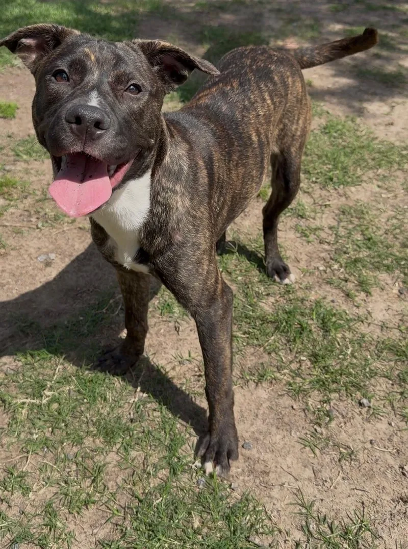 A young small-sized female American Bulldog dog named Macy for adoption in Conroe, TX