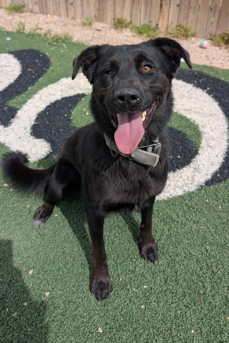 An adult large-sized female Black Labrador Retriever dog named Gracie for adoption in Benson, AZ